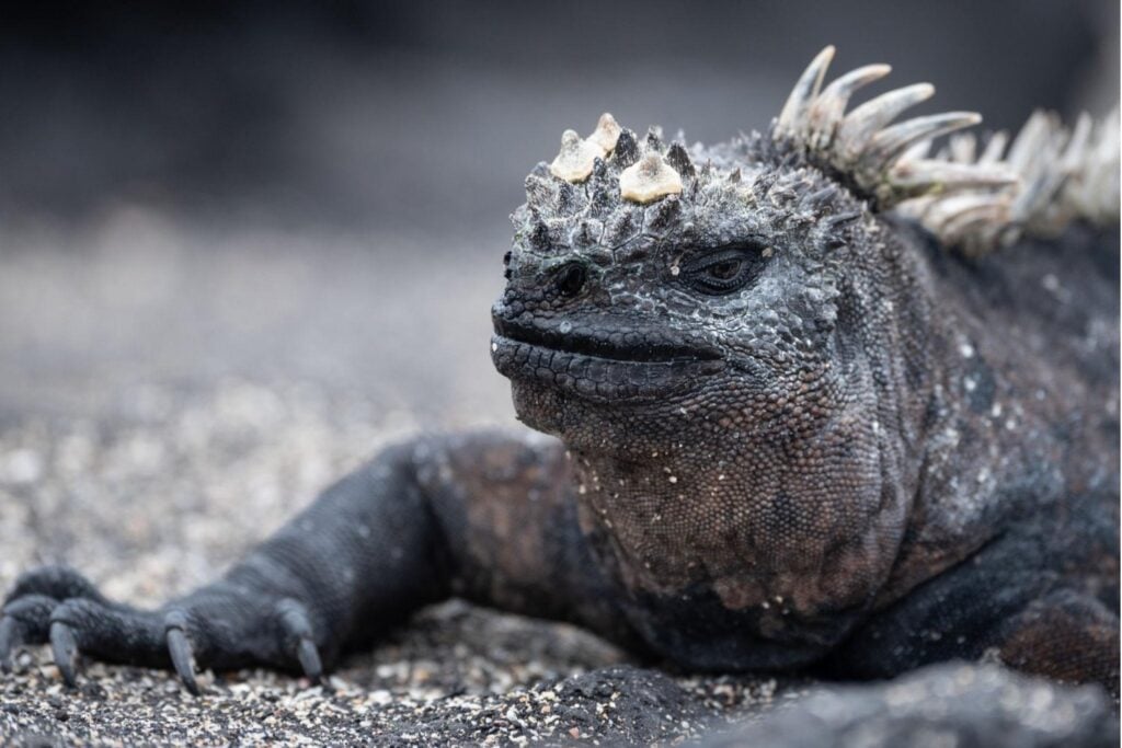 Solo viven en Galápagos, pero llevan años apareciendo en colecciones a miles de kilómetros de Ecuador. Una investigación revela cómo las iguanas marinas pueden entrar al mercado negro y reaparecer con papeles de “nacidas en cautiverio”