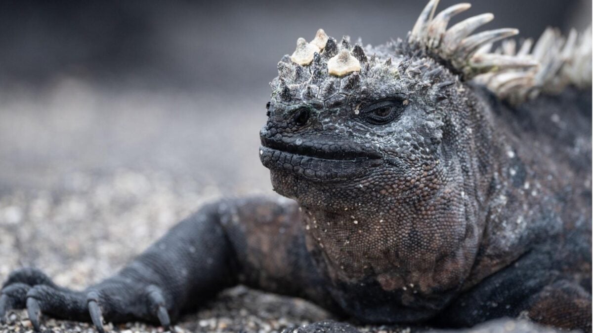 Las iguanas marinas solo existen en Galápagos y Ecuador nunca autorizó su exportación comercial. Aun así llevan años apareciendo en otros países como "criadas en cautiverio