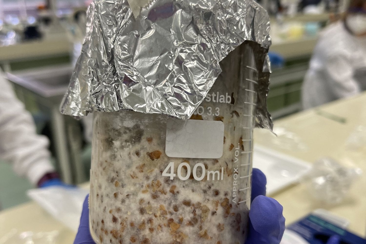 Mandaron hongos a la Estación Espacial para ver si sobrevivían. Volvieron a la Tierra, crecieron en una semana y acabaron en una salsa para pasta
