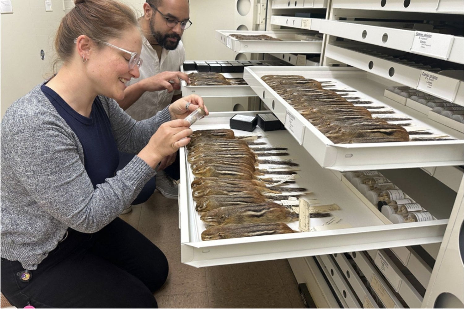 Un pangolín llevaba casi 190 años guardado en un museo. Los científicos extrajeron su ADN y descubrieron que escondía una especie diferente
