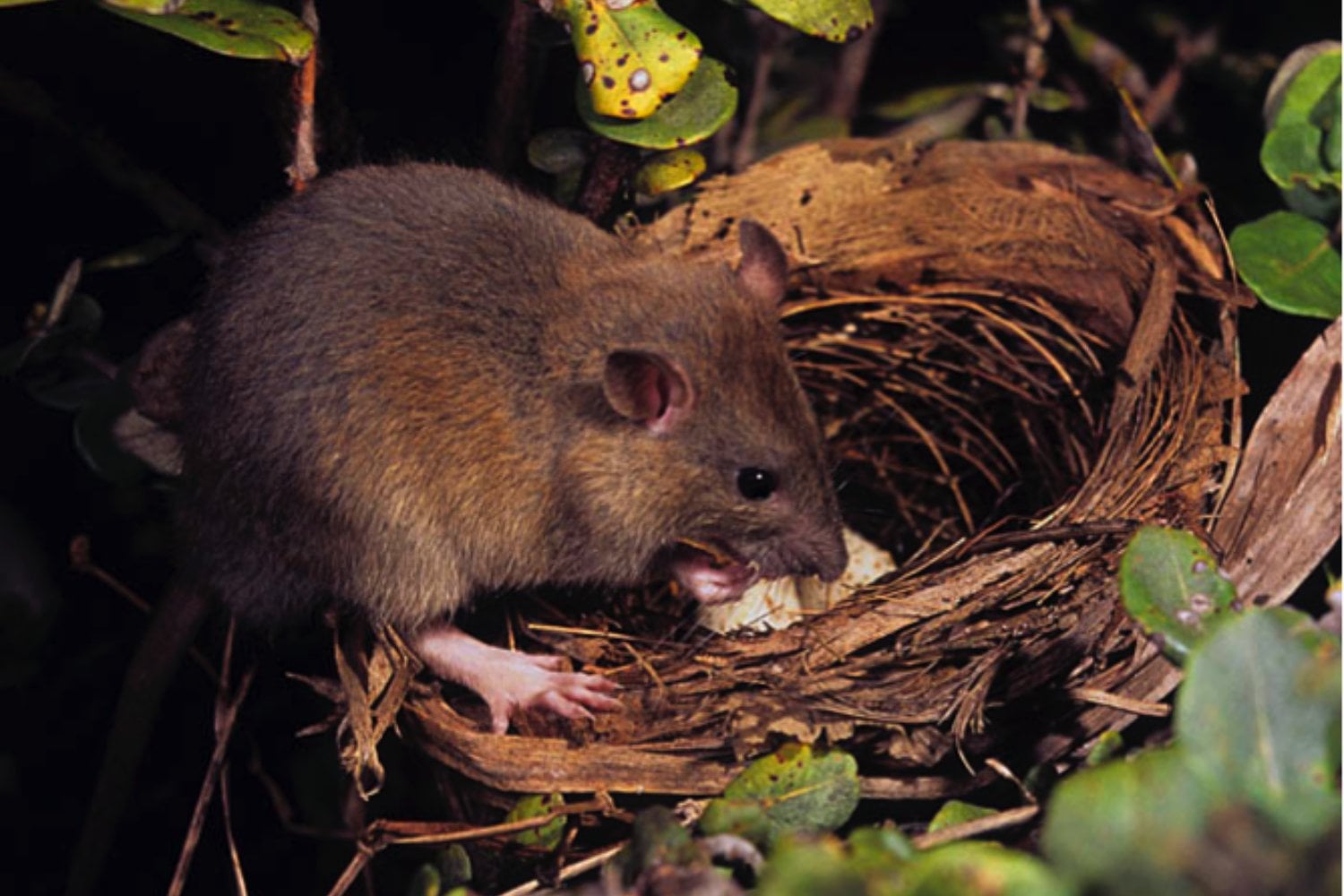 Hawái evolucionó durante millones de años sin ratas. Bastaron tres especies invasoras para convertir sus nidos en comida y obligar al archipiélago a construir fortalezas mediante cazadores y tecnologías para sus aves