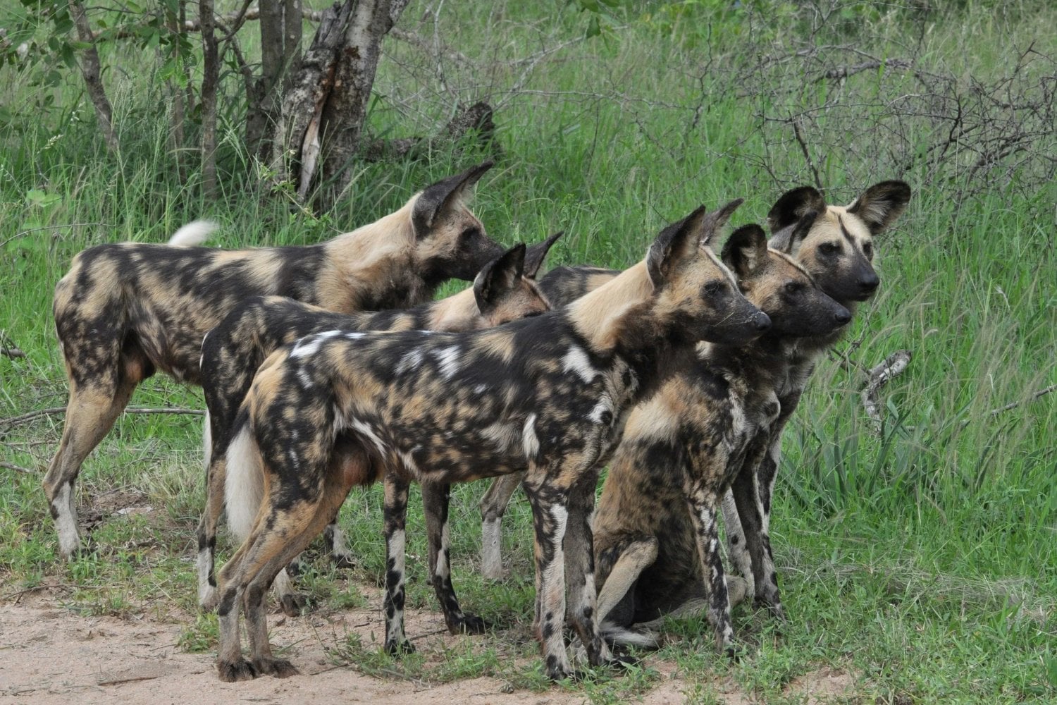 Tres hermanos salvajes abandonaron su manada en Zambia para buscar pareja. Ocho meses y 4.126 kilómetros después habían sorteado ciudades, carreteras y embalses: su viaje revela una red invisible que aún conecta África, pero también lo fácil que es romperla