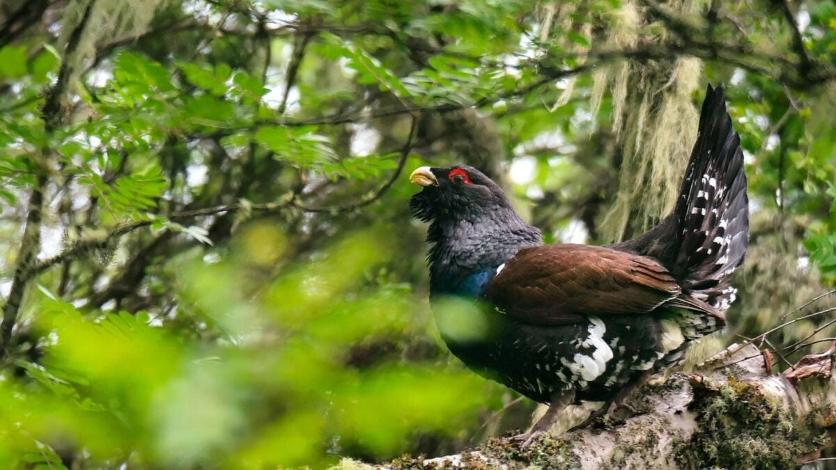 Francia intentó salvar a sus últimos urogallos soltando aves traídas de Noruega. La mortalidad fue tan alta que acaba de frenar el plan; en España el problema es más incómodo: solo quedan 209 de una subespecie que no existe en ningún otro lugar
