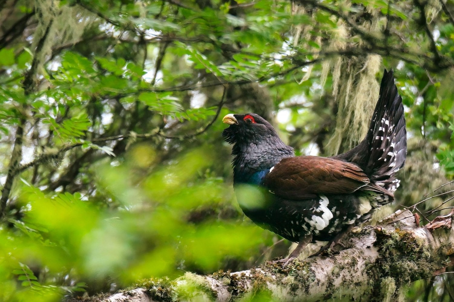 Francia intentó salvar a sus últimos urogallos soltando aves traídas de Noruega. La mortalidad fue tan alta que acaba de frenar el plan; en España el problema es más incómodo: solo quedan 209 de una subespecie que no existe en ningún otro lugar