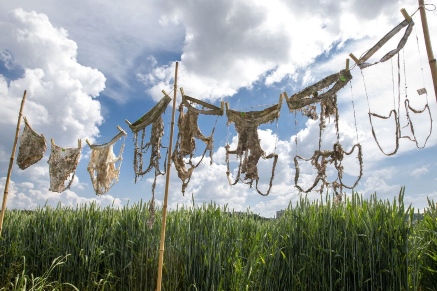 Suiza enterró 2.000 calzoncillos para saber qué pasaba bajo sus pies. Los jardines se los “comieron” más rápido y eso no era necesariamente una buena noticia