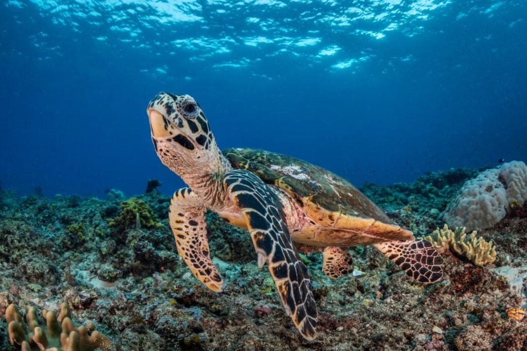 Durante 148 años, el mundo convirtió sus caparazones en joyas, peines y anteojos. Casi nueve millones de tortugas murieron y la especie todavía intenta sobrevivir