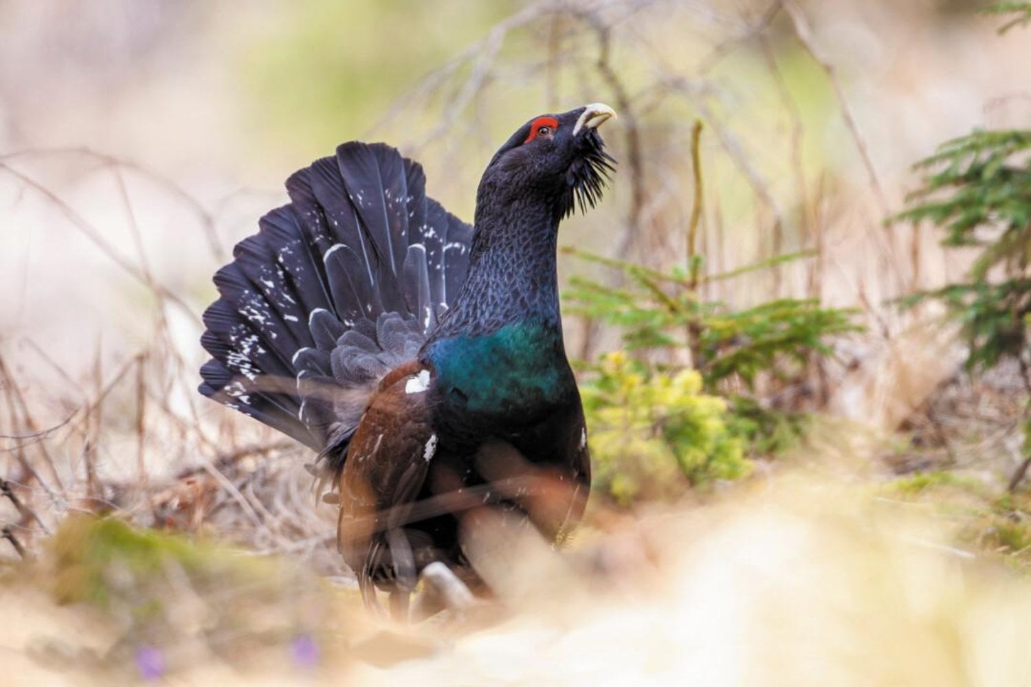 Francia intentó salvar a sus últimos urogallos soltando aves traídas de Noruega. La mortalidad fue tan alta que acaba de frenar el plan; en España el problema es más incómodo: solo quedan 209 de una subespecie que no existe en ningún otro lugar