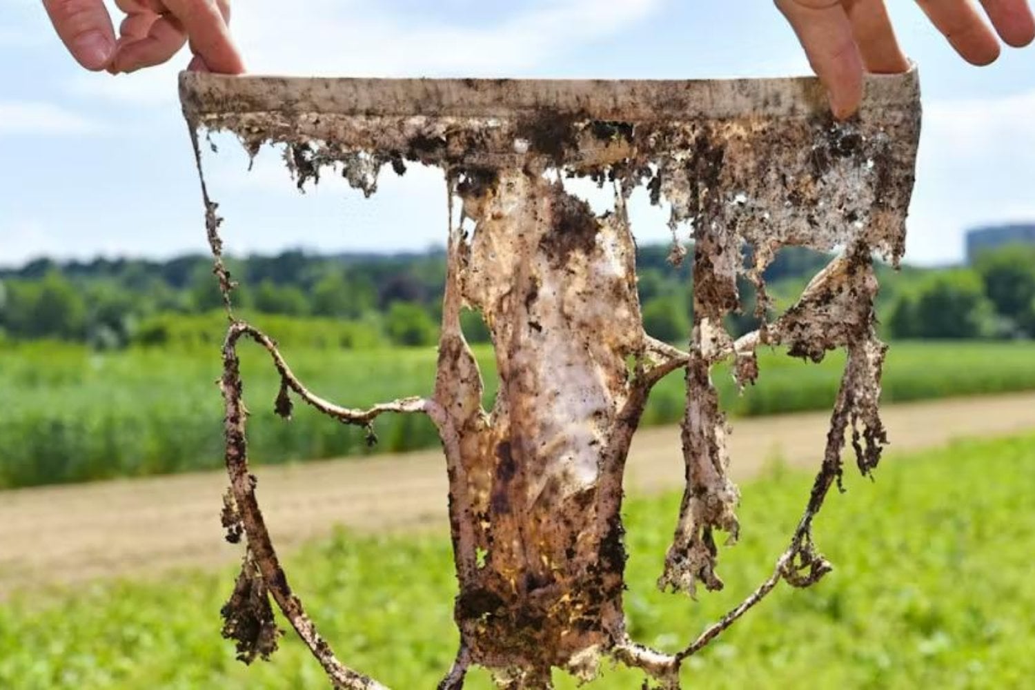 Suiza enterró 2.000 calzoncillos para saber qué pasaba bajo sus pies. Los jardines se los “comieron” más rápido y eso no era necesariamente una buena noticia