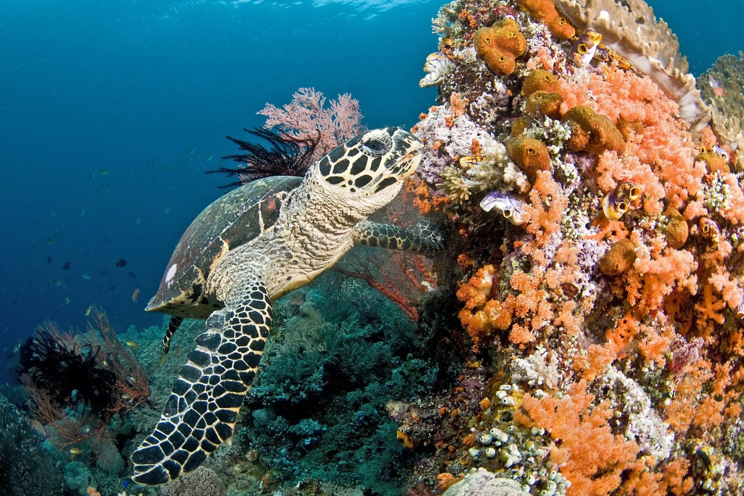 Durante 148 años, el mundo convirtió sus caparazones en joyas, peines y anteojos. Casi nueve millones de tortugas murieron y la especie todavía intenta sobrevivir