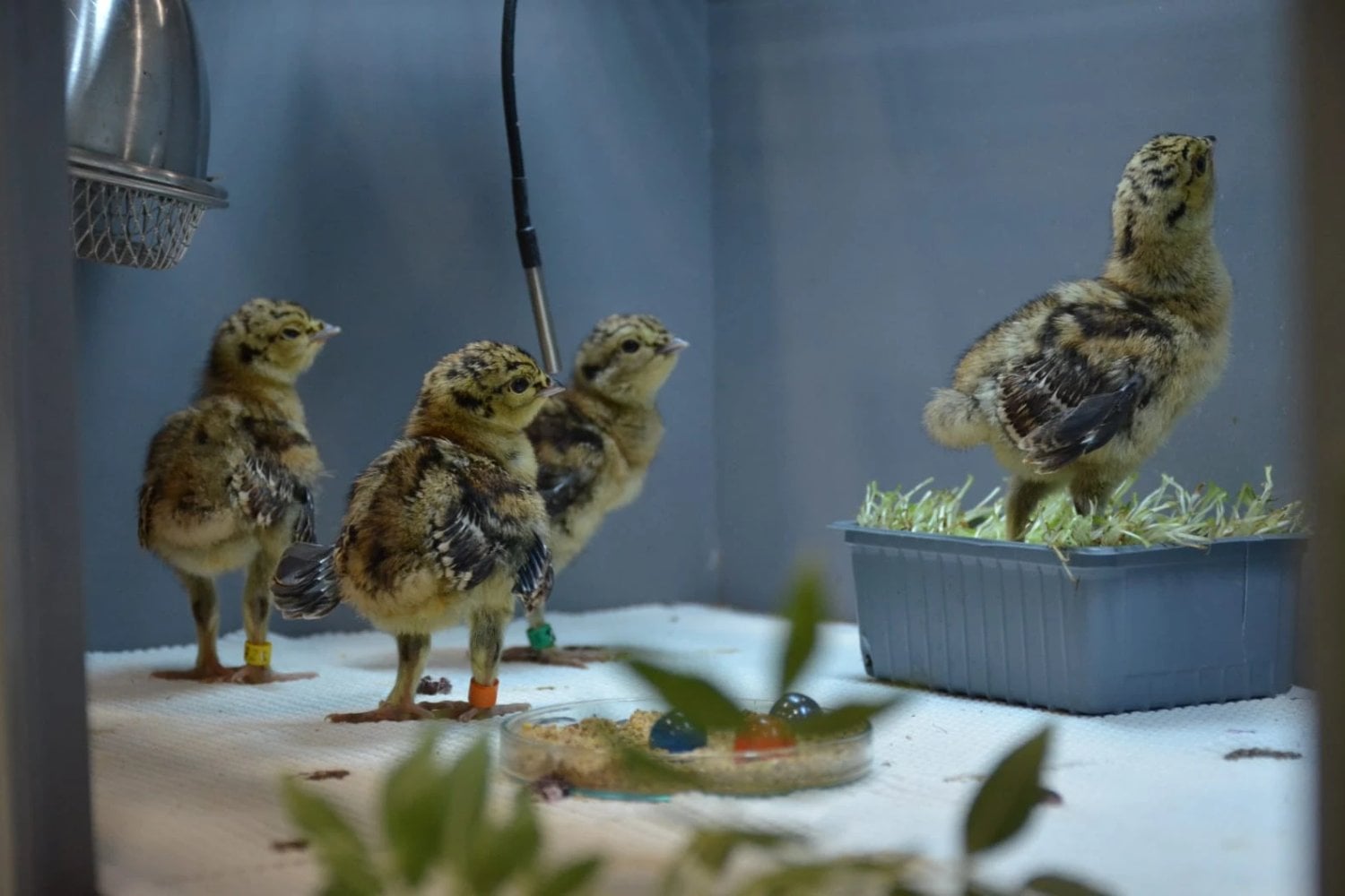 Francia intentó salvar a sus últimos urogallos soltando aves traídas de Noruega. La mortalidad fue tan alta que acaba de frenar el plan; en España el problema es más incómodo: solo quedan 209 de una subespecie que no existe en ningún otro lugar