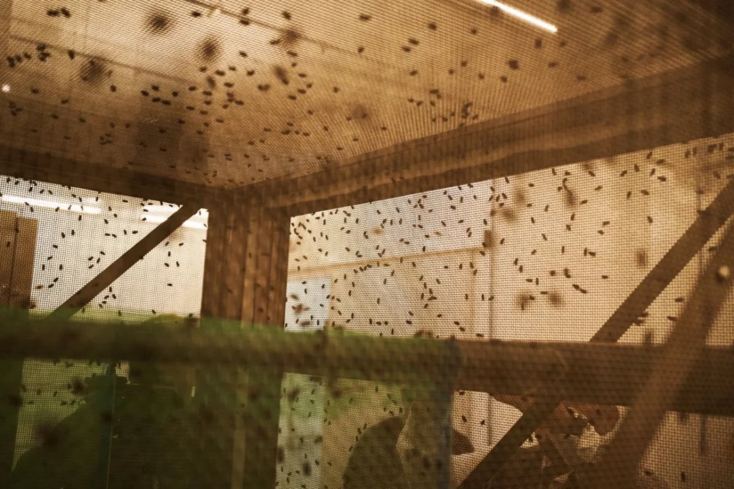 Estados Unidos acaba de liberar su mosca estéril número mil millones en Texas para frenar al gusano barrenador. El problema: la plaga puede explotar en semanas y todavía necesitan cientos de millones más cada semana