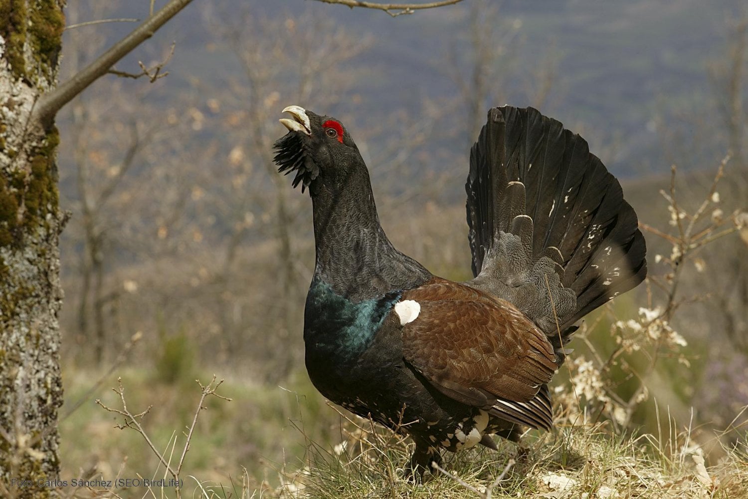 Francia intentó salvar a sus últimos urogallos soltando aves traídas de Noruega. La mortalidad fue tan alta que acaba de frenar el plan; en España el problema es más incómodo: solo quedan 209 de una subespecie que no existe en ningún otro lugar