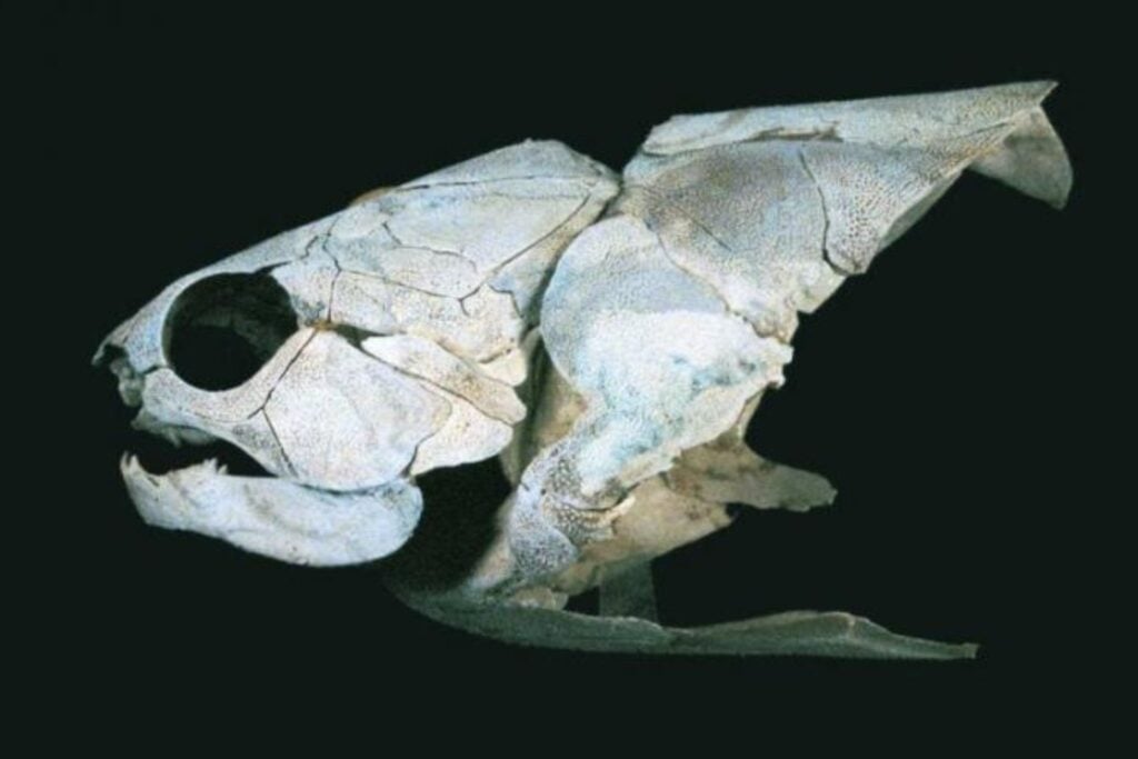 Hace 385 millones de años, los peces acorazados ya libraban una carrera armamentística bajo el mar. Los pequeños trituraban presas como una prensa; los grandes desarrollaron mandíbulas que funcionaban como un martillo de guerra