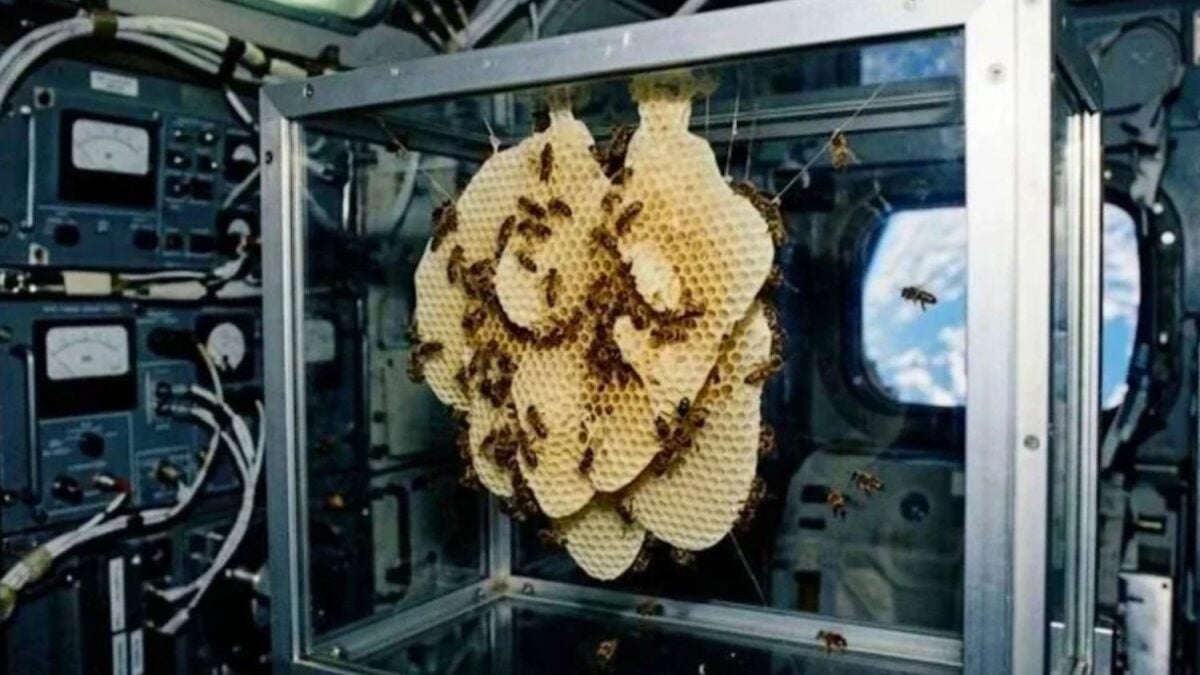 La NASA envió unas 3.300 abejas al espacio para ver si podían construir sin gravedad. Al principio chocaban contra las paredes; siete días después habían levantado un panal