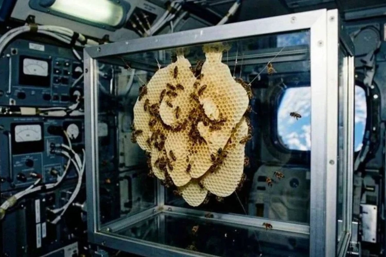 En 1984, la NASA envió unas 3.300 abejas al espacio para ver si podían construir sin gravedad. Al principio chocaban contra las paredes; siete días después habían levantado un panal