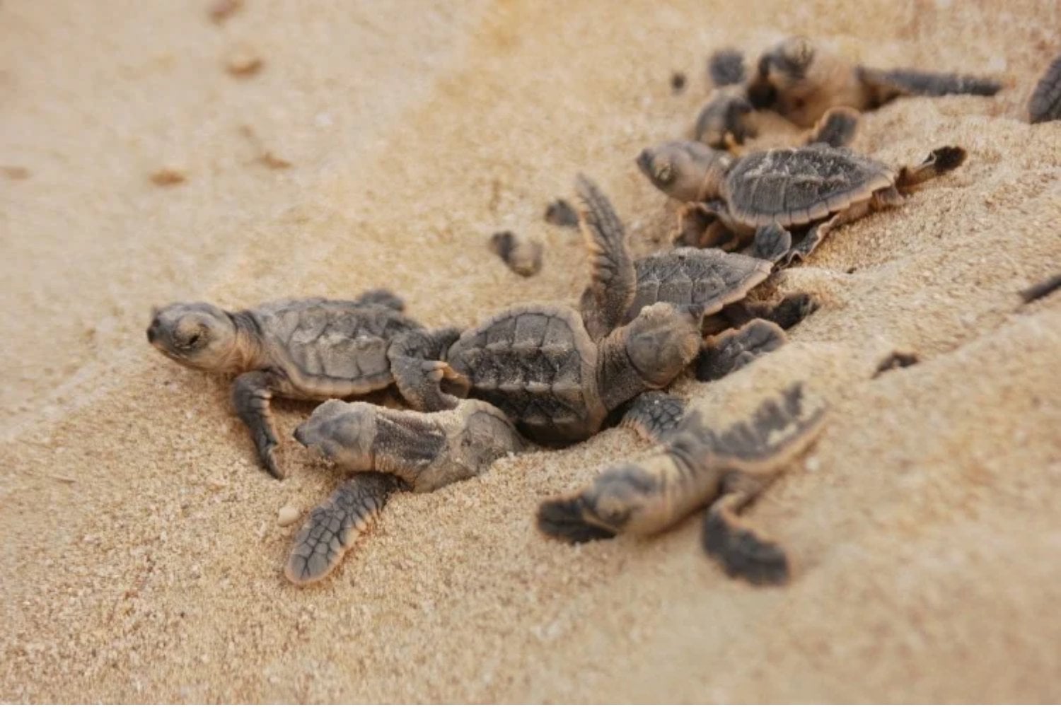 Durante 148 años, el mundo convirtió sus caparazones en joyas, peines y anteojos. Casi nueve millones de tortugas murieron y la especie todavía intenta sobrevivir
