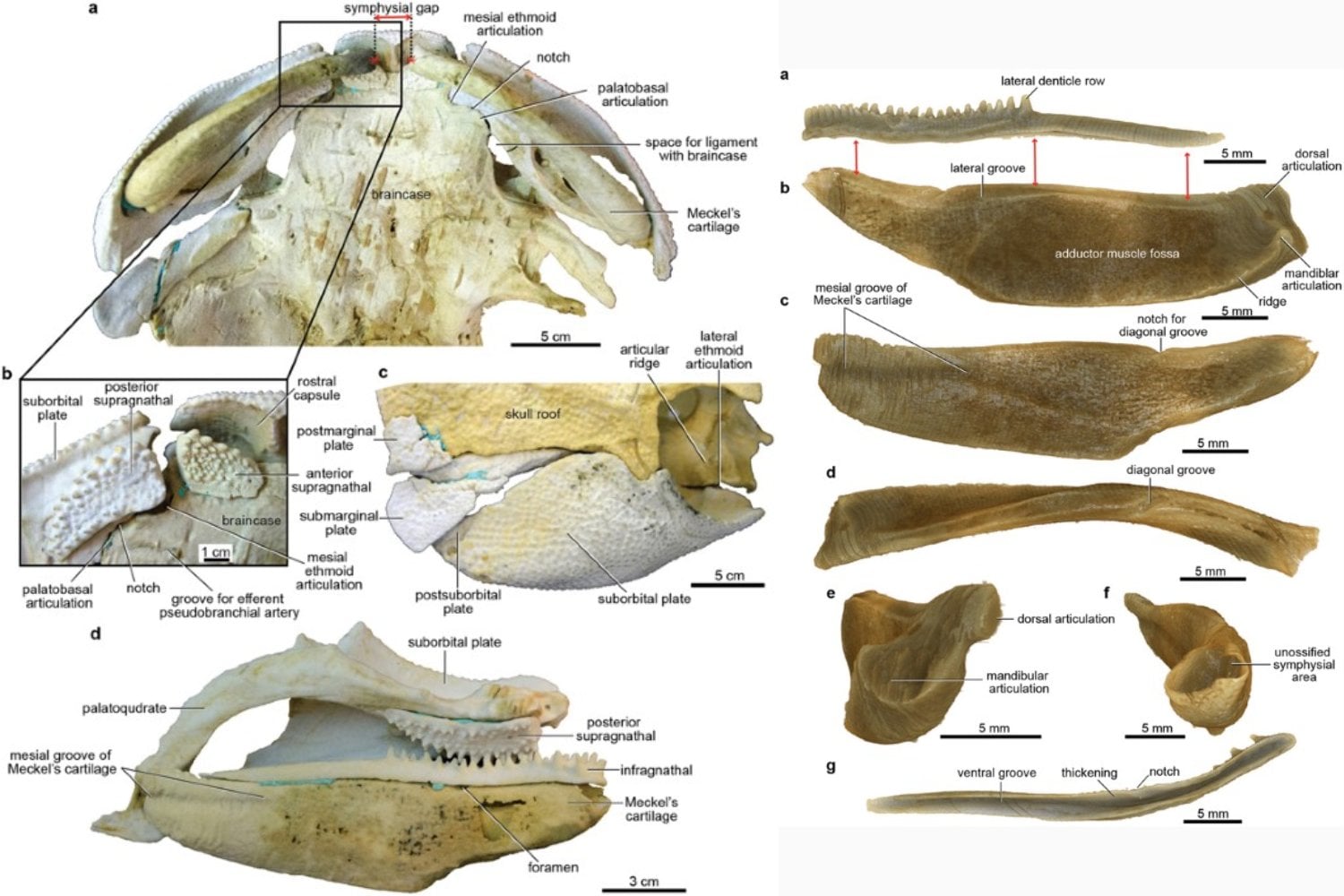 Hace 385 millones de años, los peces acorazados ya libraban una carrera armamentística bajo el mar. Los pequeños trituraban presas como una prensa; los grandes desarrollaron mandíbulas que funcionaban como un martillo de guerra