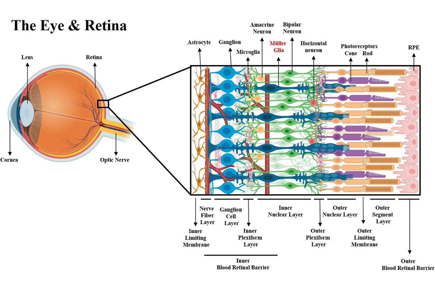 La retina había dejado de responder a la luz. Entonces los investigadores probaron una inyección de nanopartículas y el resultado fue fascinante