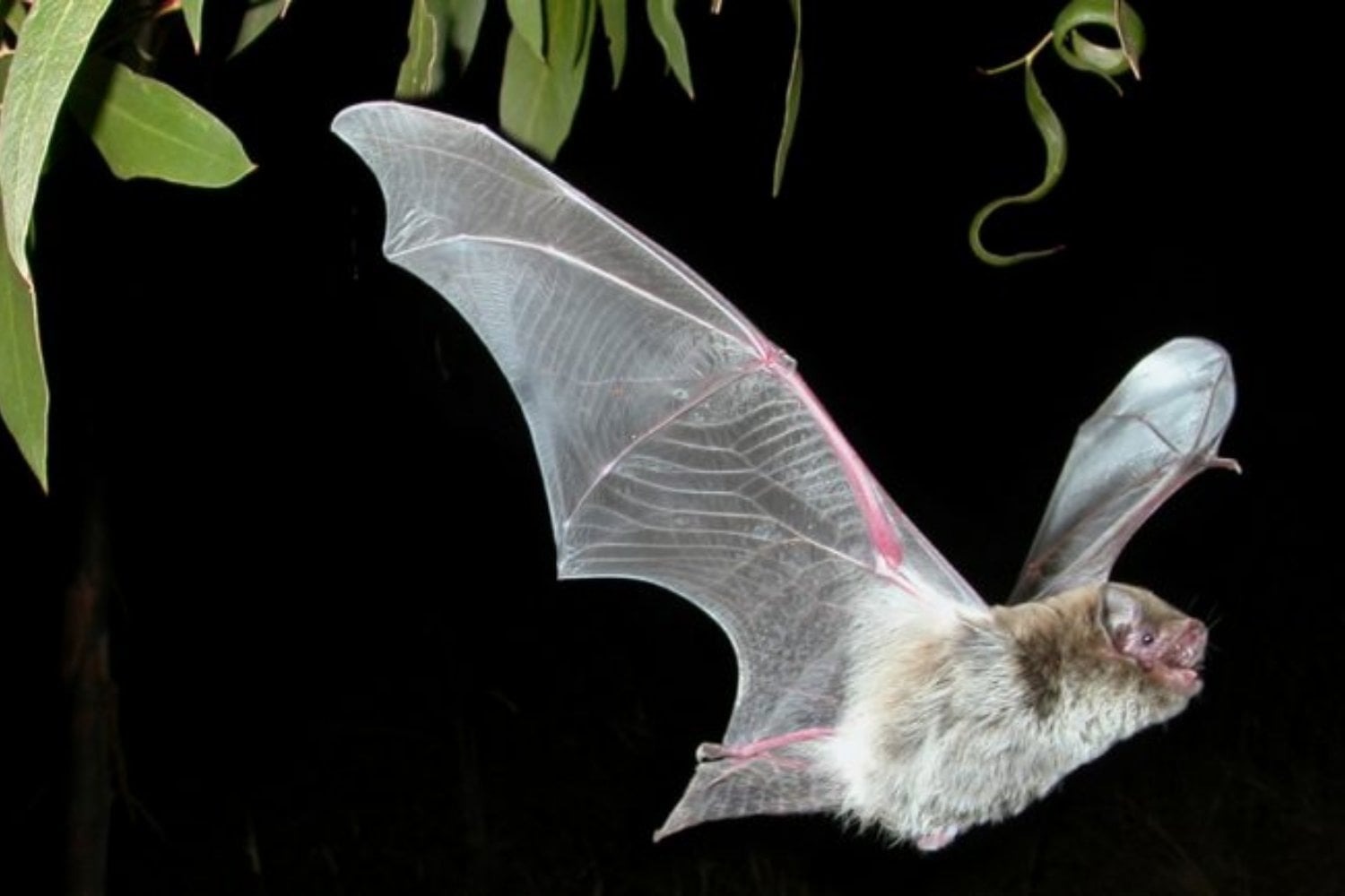 La ciencia llevaba años vigilando a 1.500 especies de murciélagos como si fueran el mismo riesgo. Un nuevo mapa concentra la búsqueda de los virus más peligrosos en unas pocas ramas y cuatro regiones del planeta