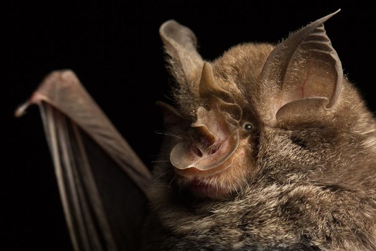 La ciencia llevaba años vigilando a 1.500 especies de murciélagos como si fueran el mismo riesgo. Un nuevo mapa concentra la búsqueda de los virus más peligrosos en unas pocas ramas y cuatro regiones del planeta