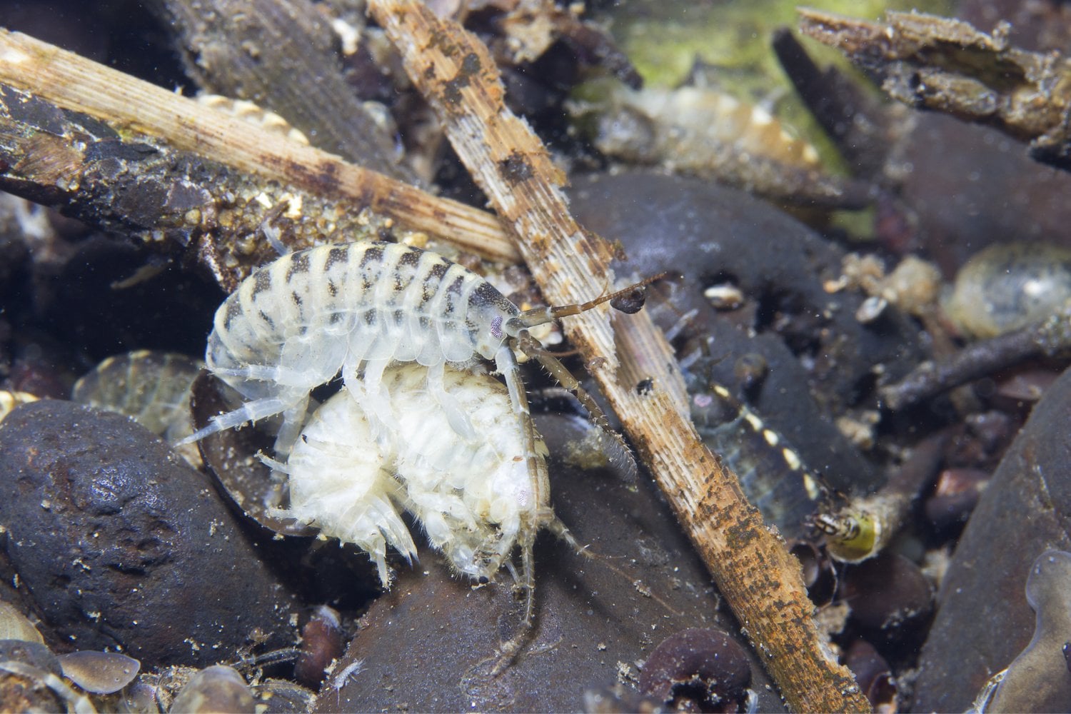 Gammarus Pulex