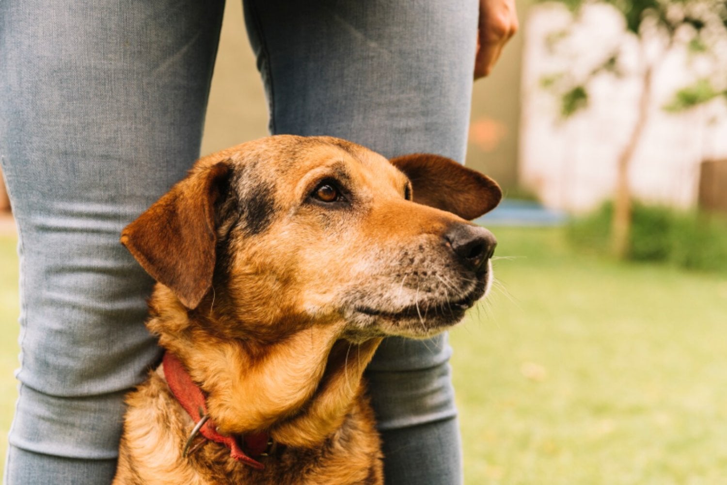 Los perros también “separan” palabras al escuchar: el habla humana moldea su cerebro)