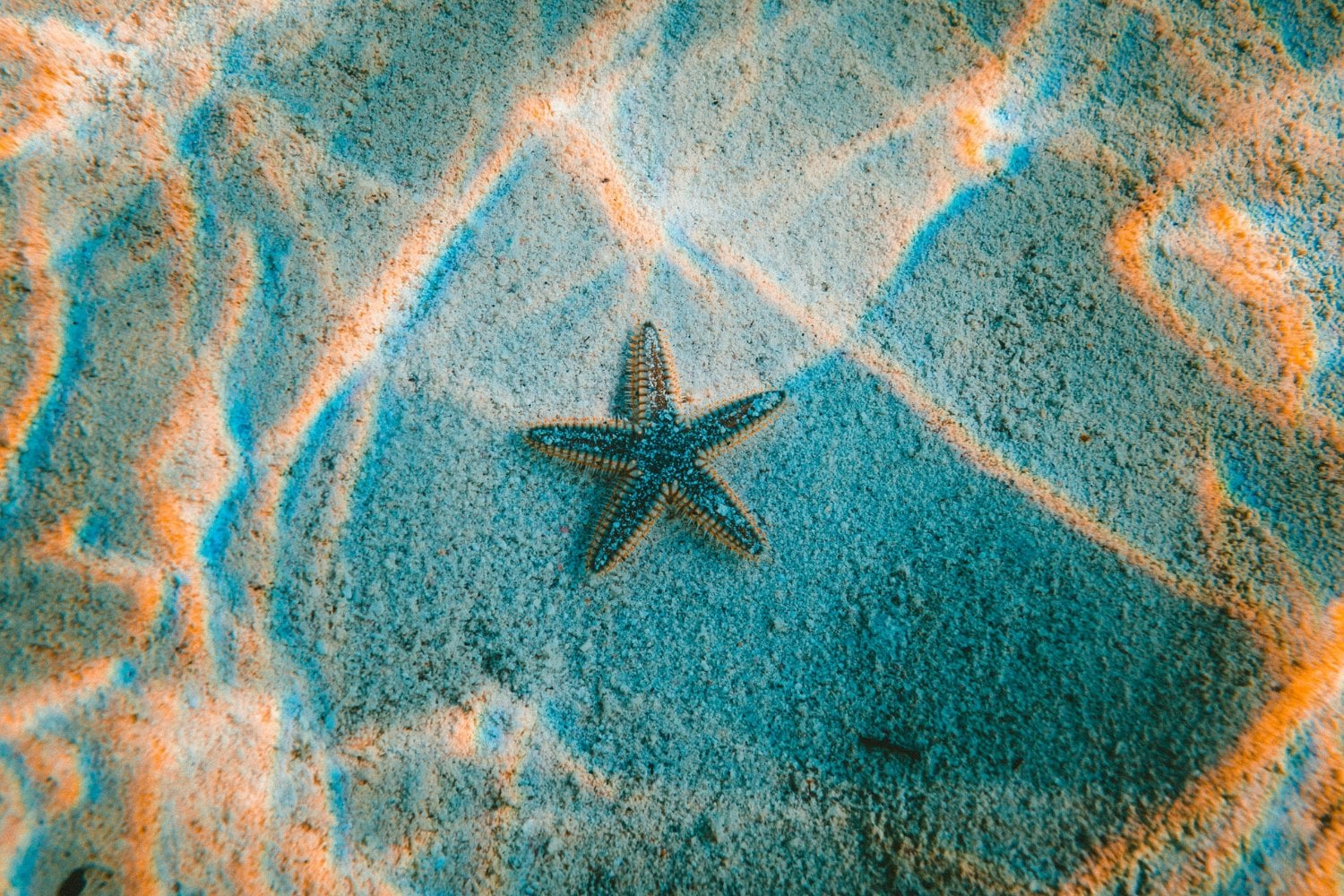 El genoma de una estrella de mar revela cómo consigue adaptarse a mares muy diferentes