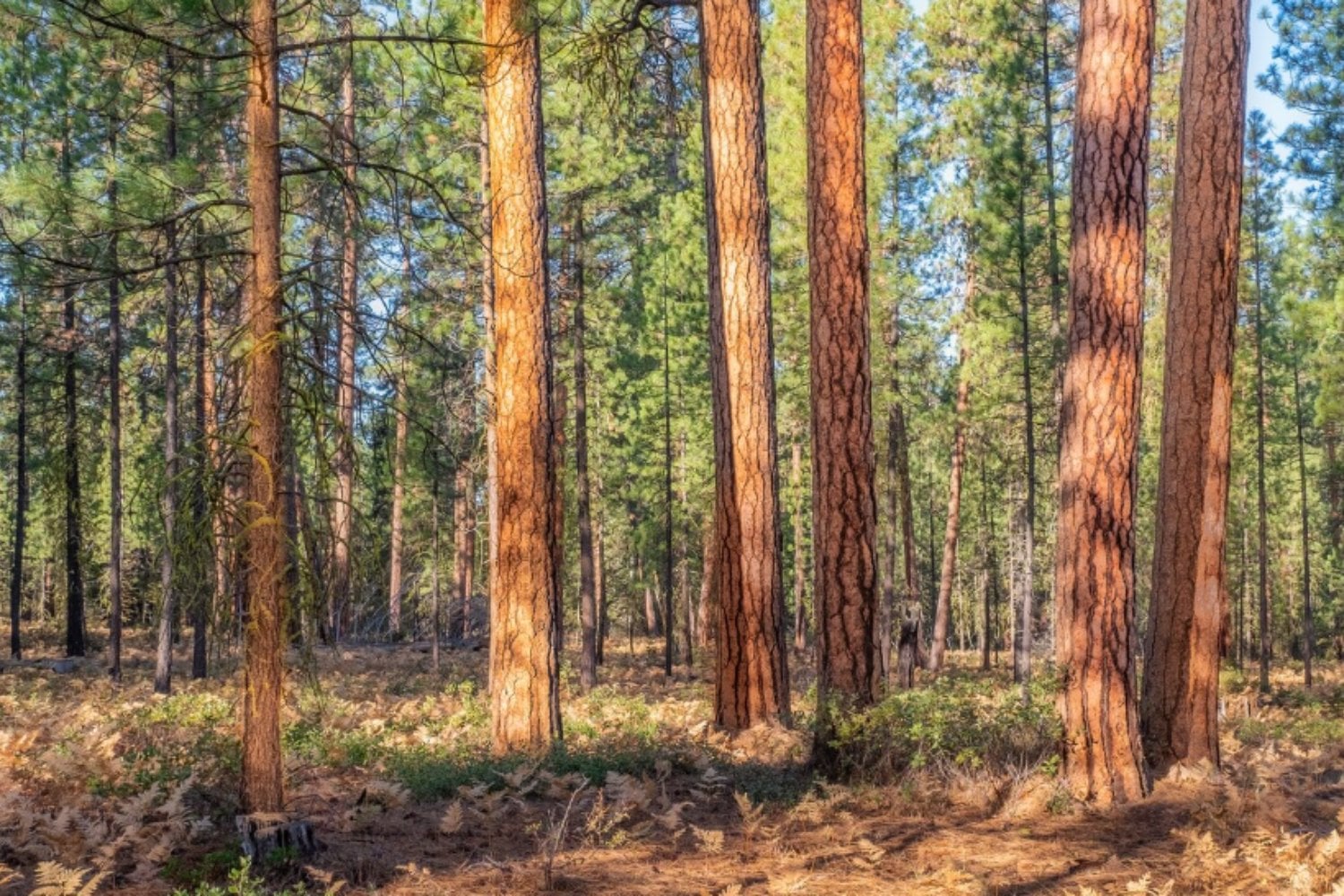 Estos pinos rompen una regla ecológica: crecen más rápido sin volverse más vulnerables