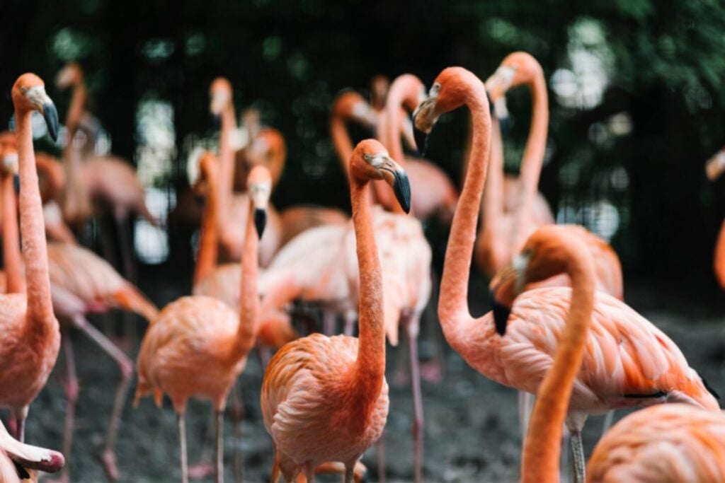 Así consiguen los flamencos mantenerse sobre una pata casi sin esfuerzo