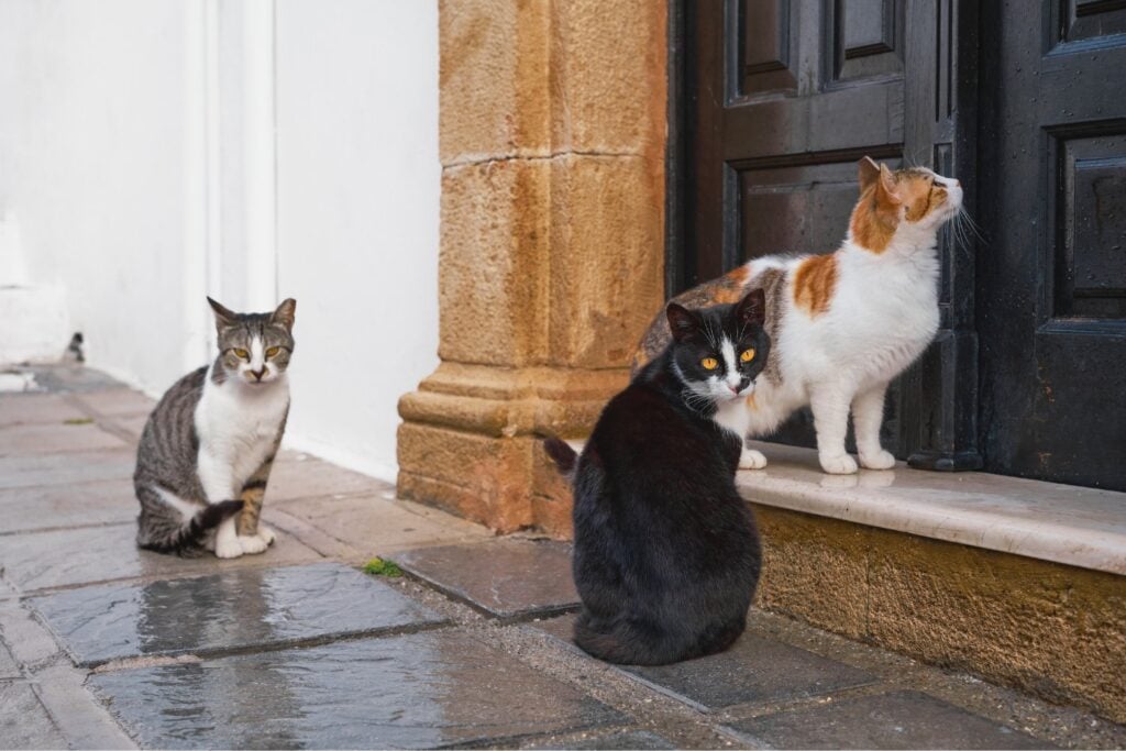 Japón estuvo a punto de declarar invasores a los gatos callejeros, pero la reacción pública frenó el plan