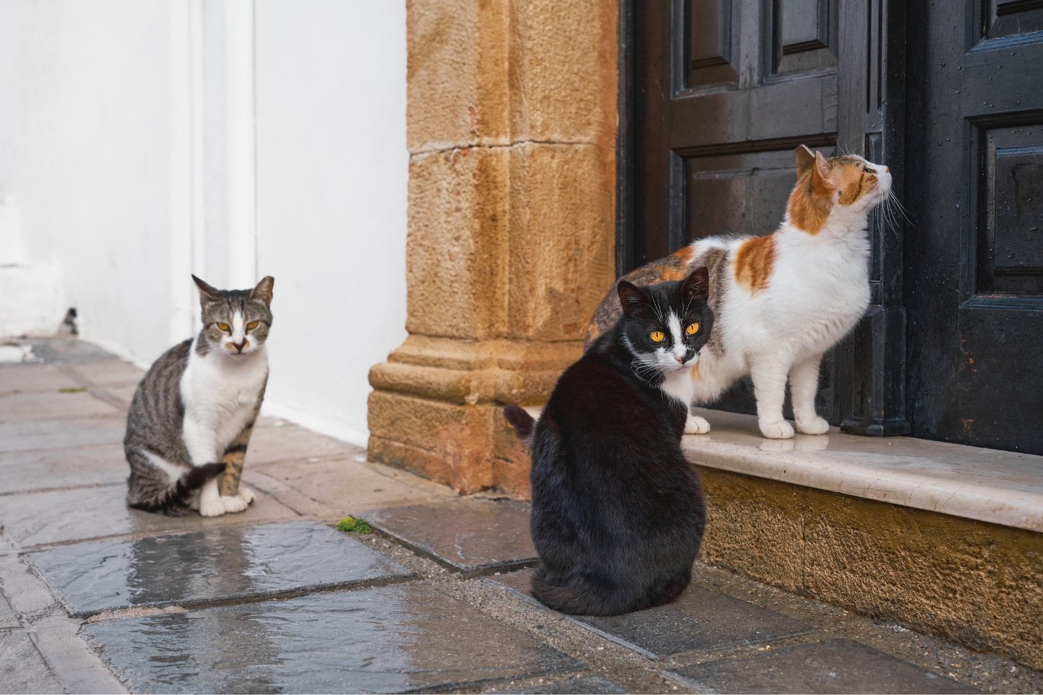 Japón estuvo a punto de declarar invasores a los gatos callejeros, pero la reacción pública frenó el plan