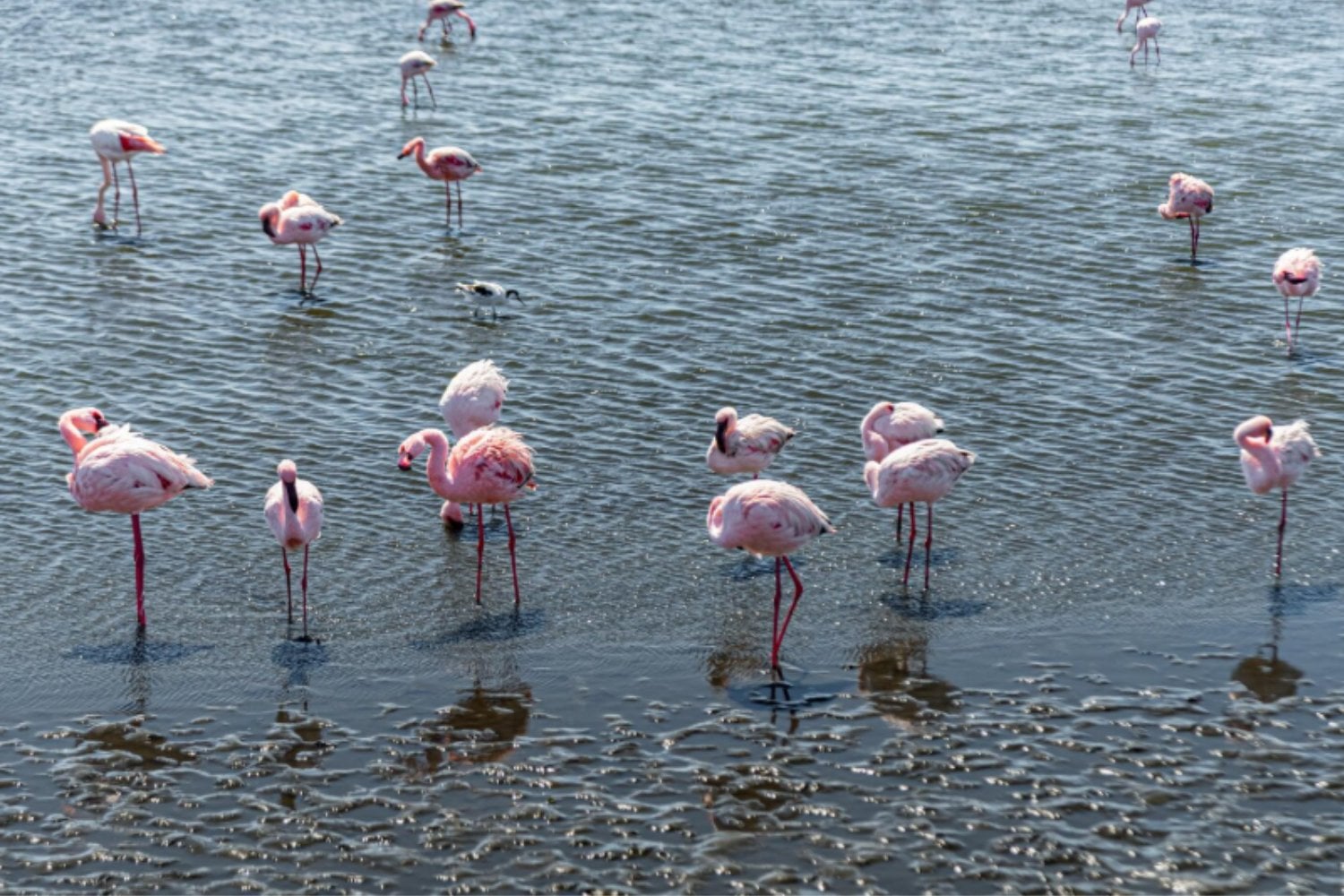 Así consiguen los flamencos mantenerse sobre una pata casi sin esfuerzo