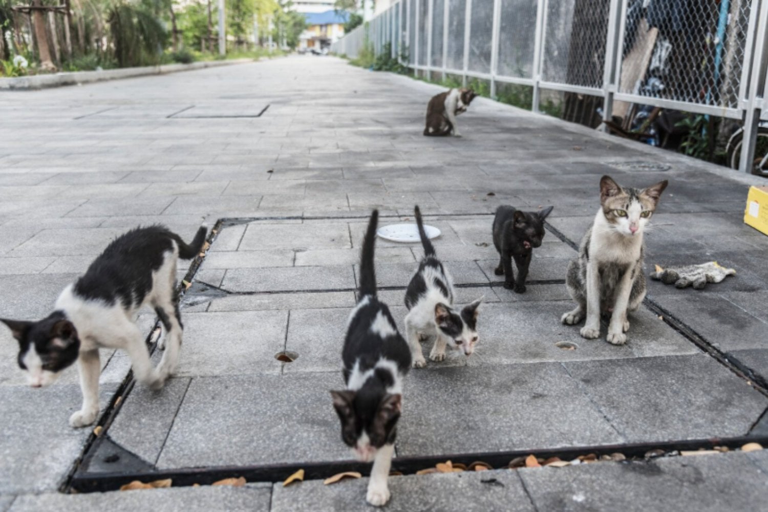 Japón estuvo a punto de declarar invasores a los gatos callejeros, pero la reacción pública frenó el plan