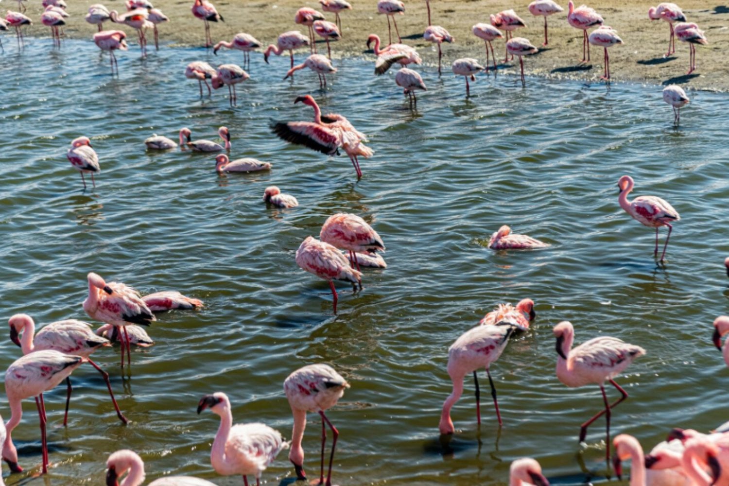 Así consiguen los flamencos mantenerse sobre una pata casi sin esfuerzo