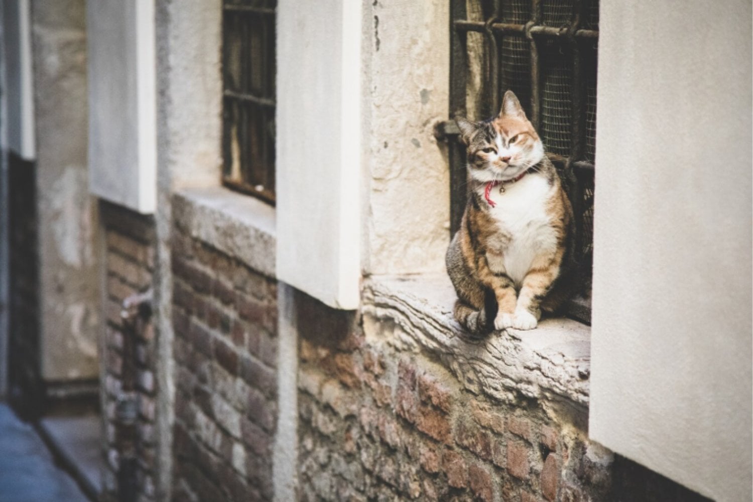 Japón estuvo a punto de declarar invasores a los gatos callejeros, pero la reacción pública frenó el plan