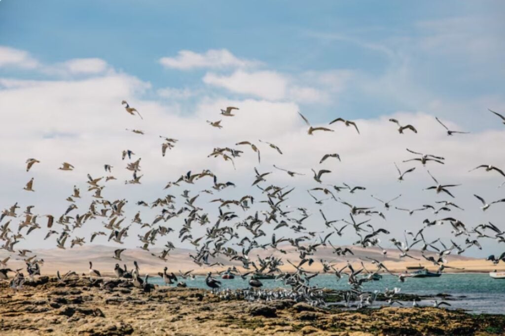 Millones de aves cruzan continentes cada año, pero sus rutas están desapareciendo