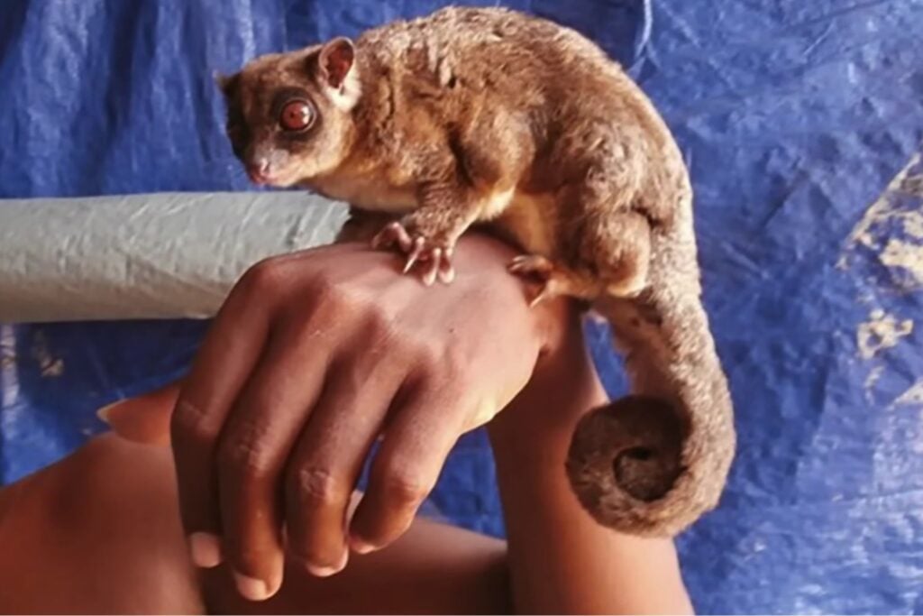 Un animal dado por extinto hace 6.000 años reaparece vivo en Nueva Guinea y obliga a reescribir su historia