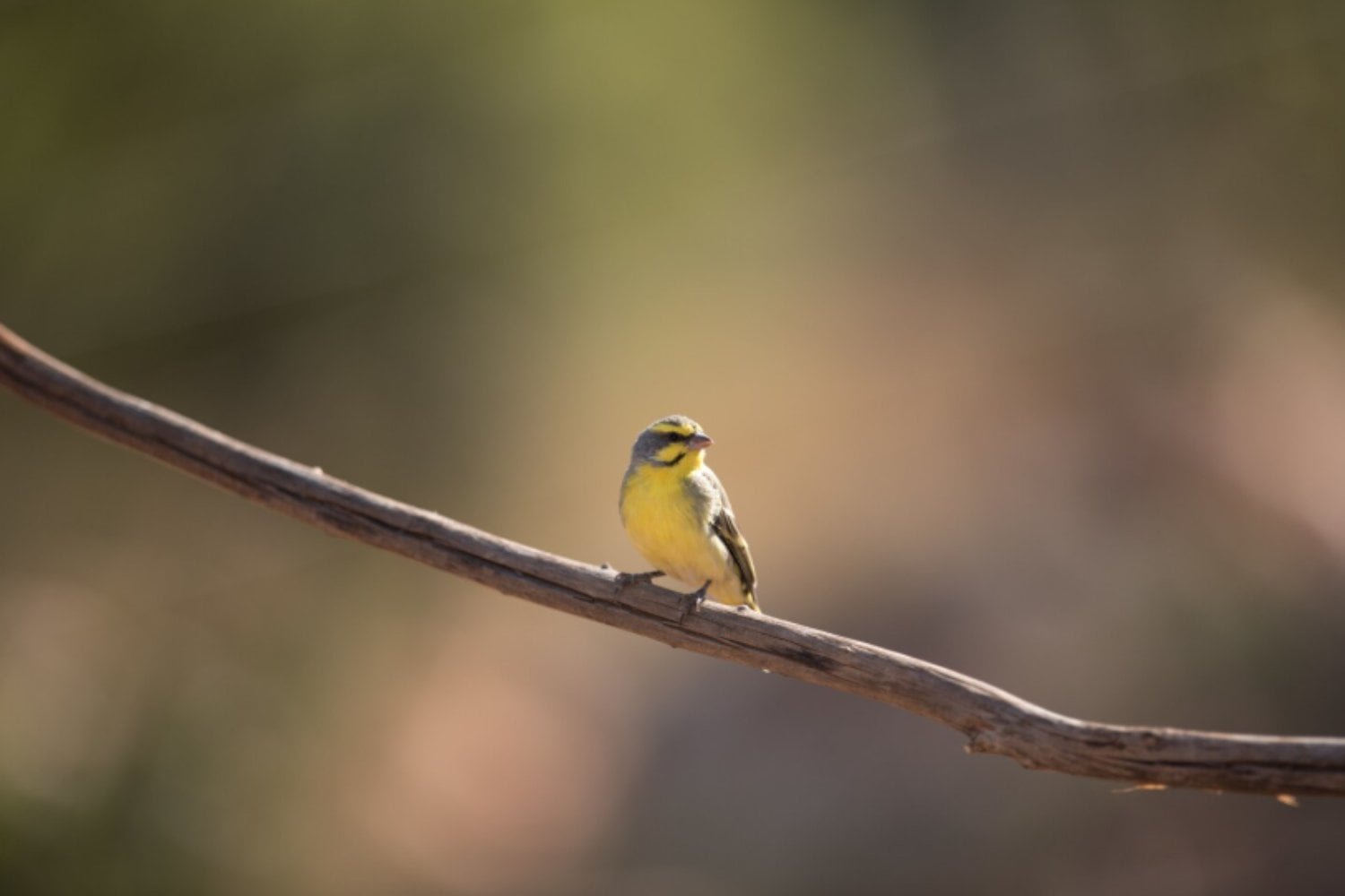 El ingenioso mecanismo que evita que los pájaros se caigan al dormir)