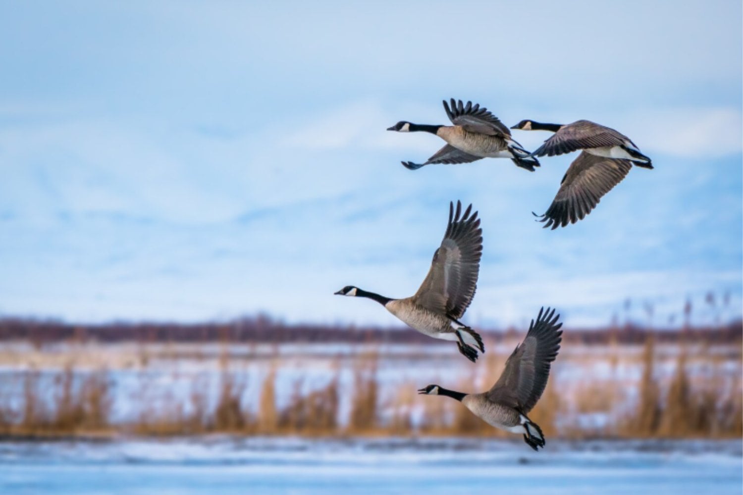 Millones de aves cruzan continentes cada año, pero sus rutas están desapareciendo