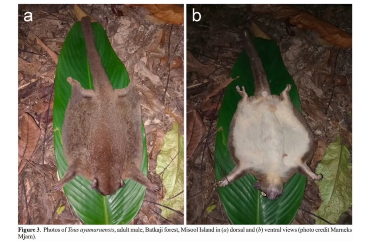 Un animal dado por extinto hace 6.000 años reaparece vivo en Nueva Guinea y obliga a reescribir su historia