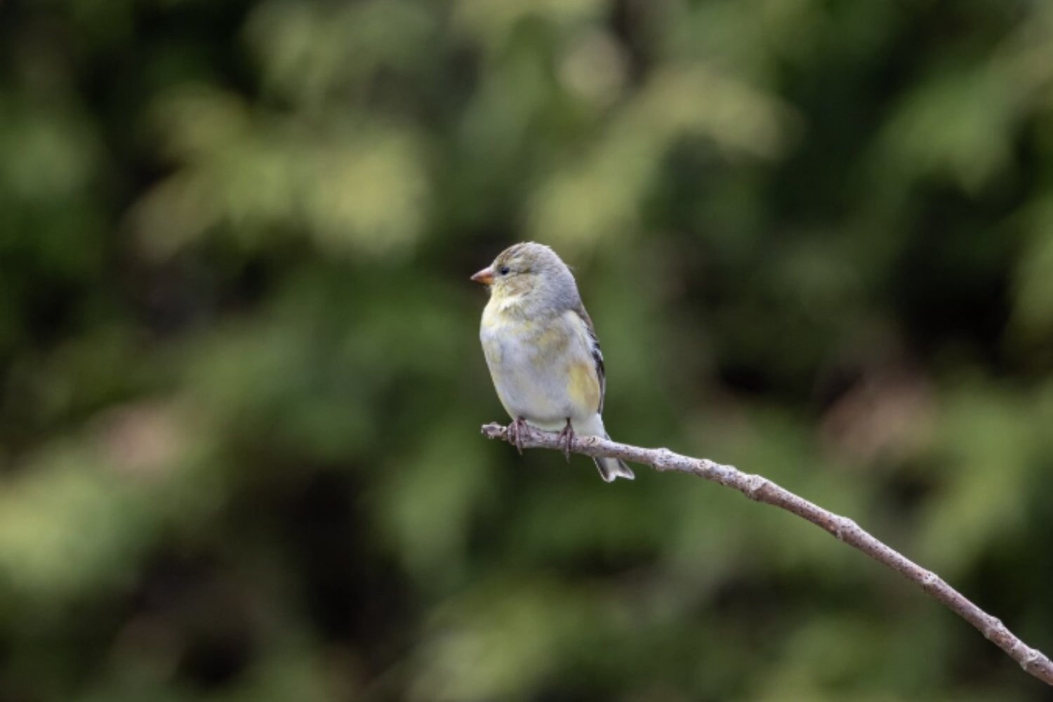 El ingenioso mecanismo que evita que los pájaros se caigan al dormir)