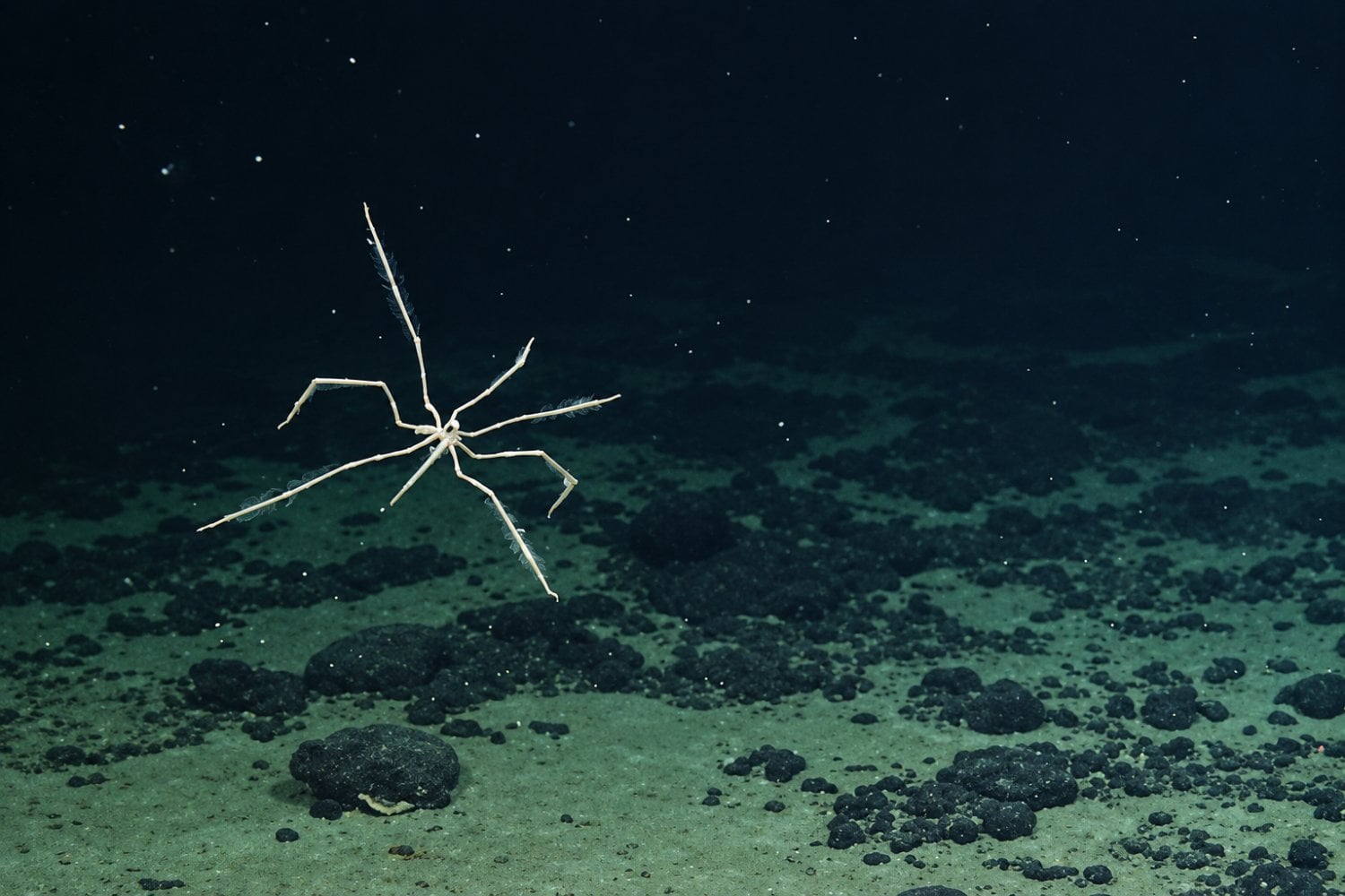 Descubren dos nuevas especies de arañas marinas con patas peludas y ojos rojos en Canadá