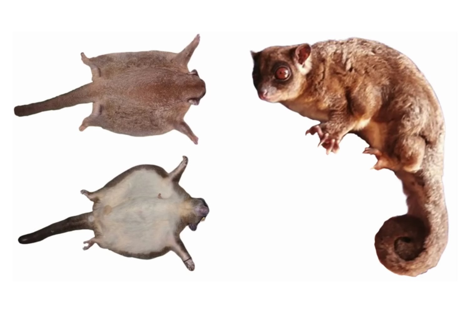 Un animal dado por extinto hace 6.000 años reaparece vivo en Nueva Guinea y obliga a reescribir su historia