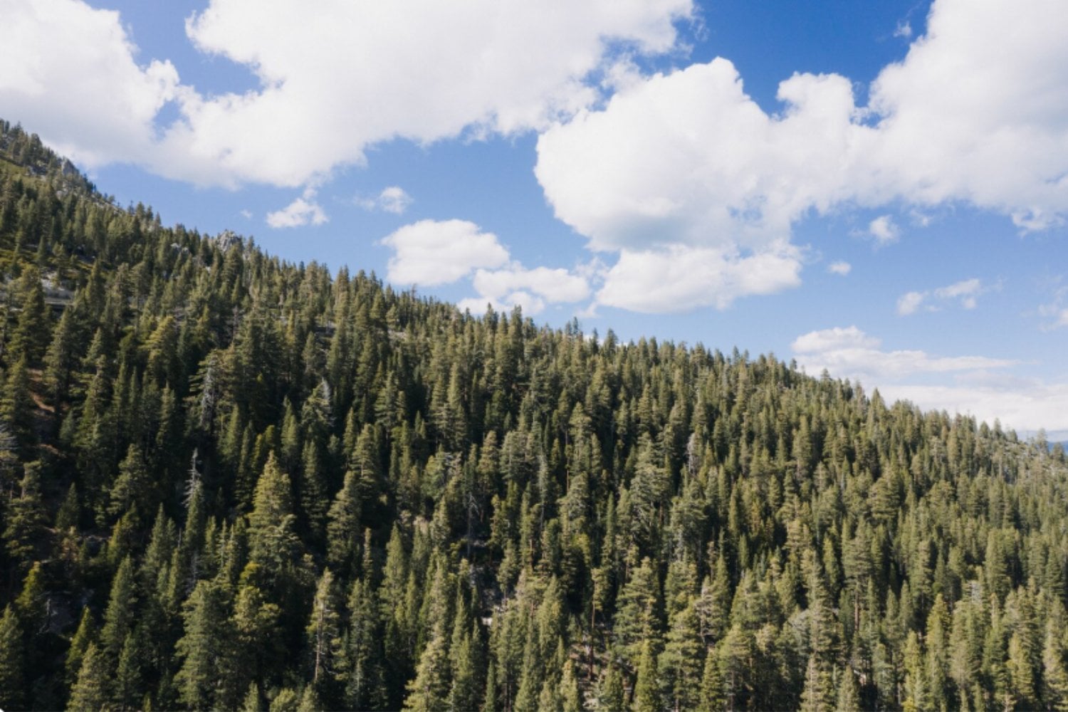 Estos pinos rompen una regla ecológica: crecen más rápido sin volverse más vulnerables