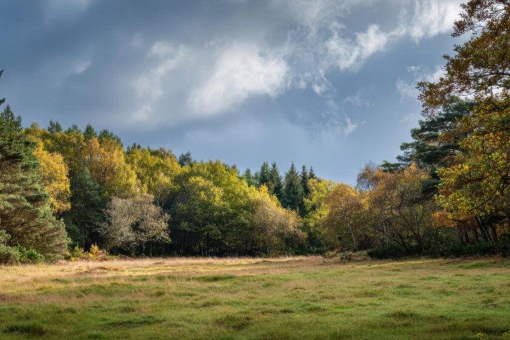 Puede que el calentamiento global no aumente la capacidad de los bosques para absorber dióxido de carbono