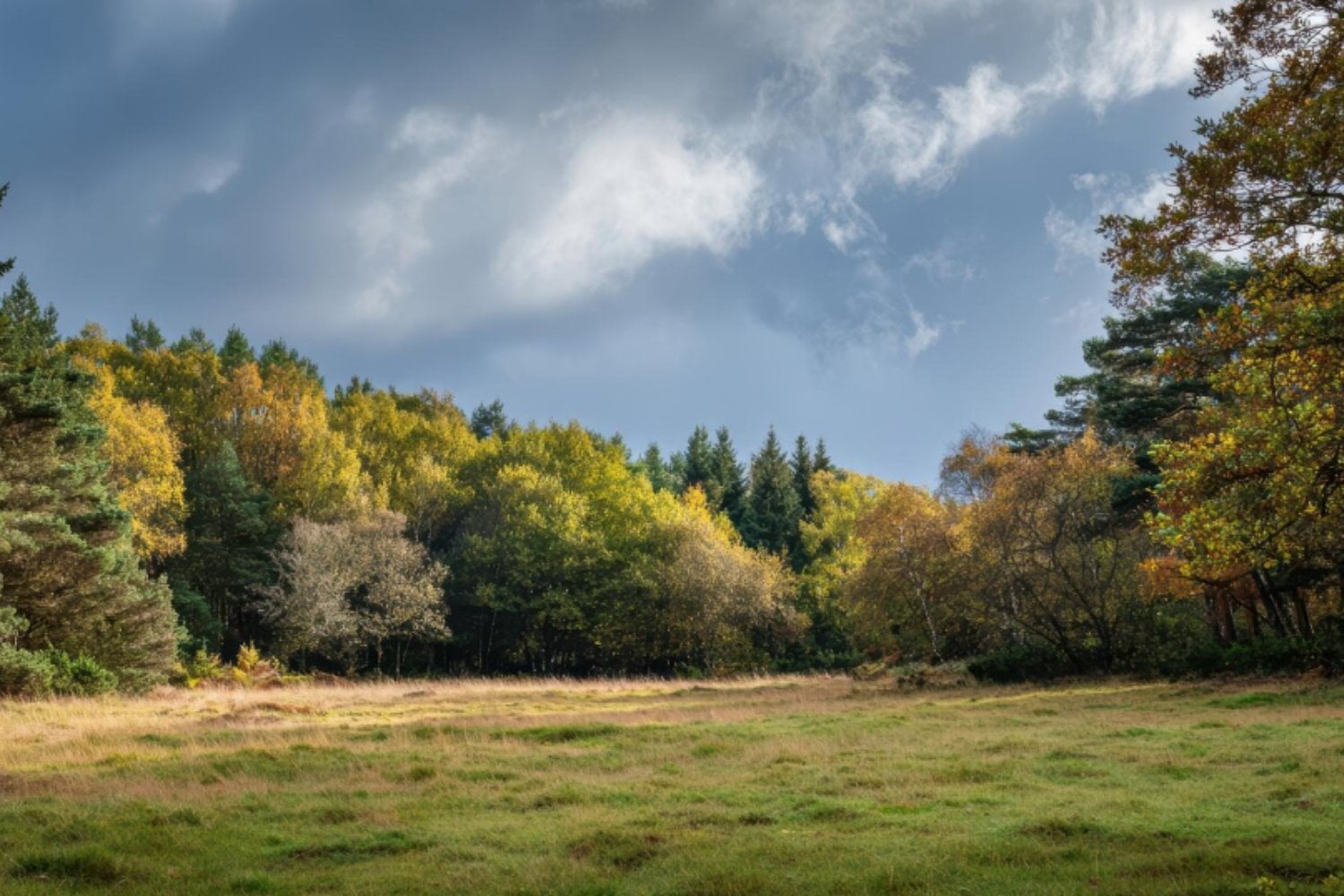 Puede que el calentamiento global no aumente la capacidad de los bosques para absorber dióxido de carbono
