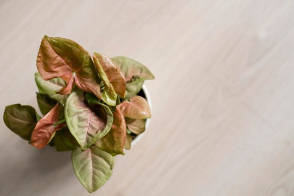 Tus plantas se secaron en vacaciones: estas señales indican si aún tienen salvación