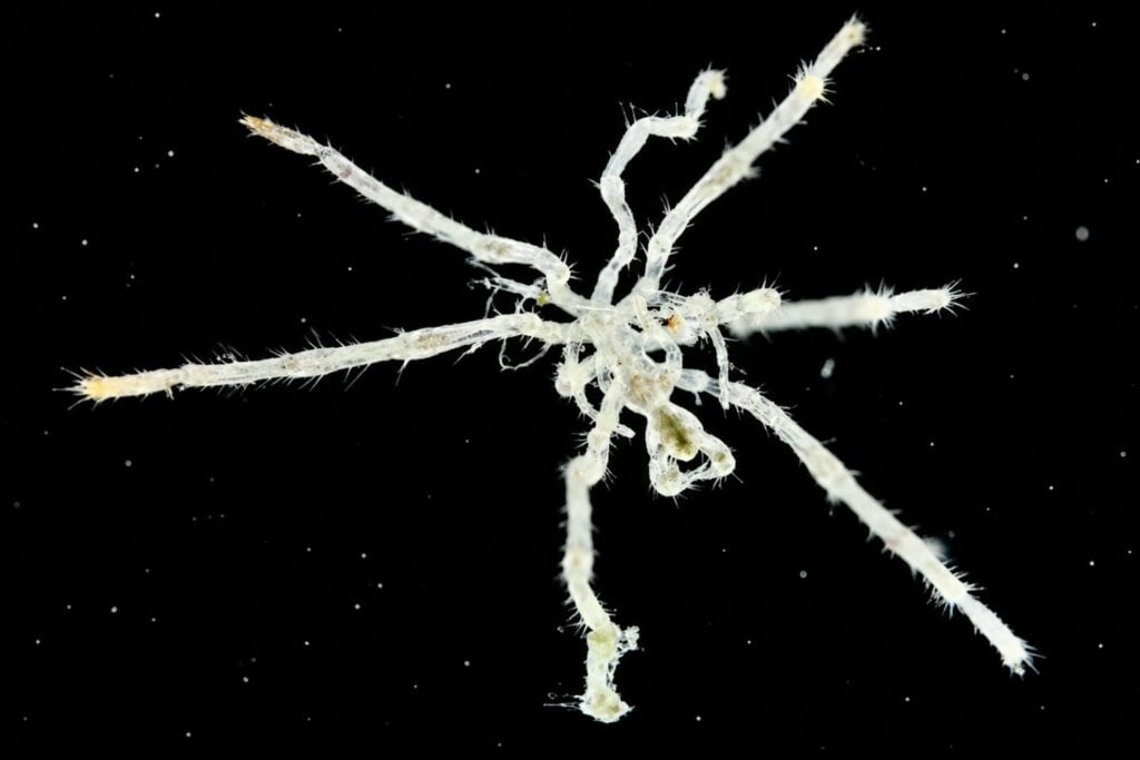 Descubren dos nuevas especies de arañas marinas con patas peludas y ojos rojos en Canadá