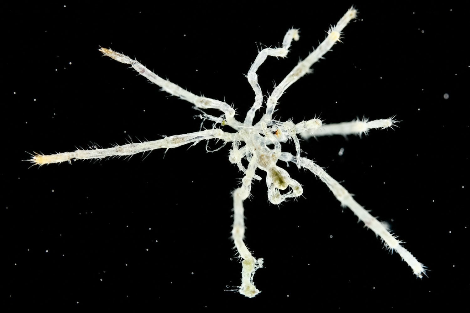 Descubren dos nuevas especies de arañas marinas con patas peludas y ojos rojos en Canadá
