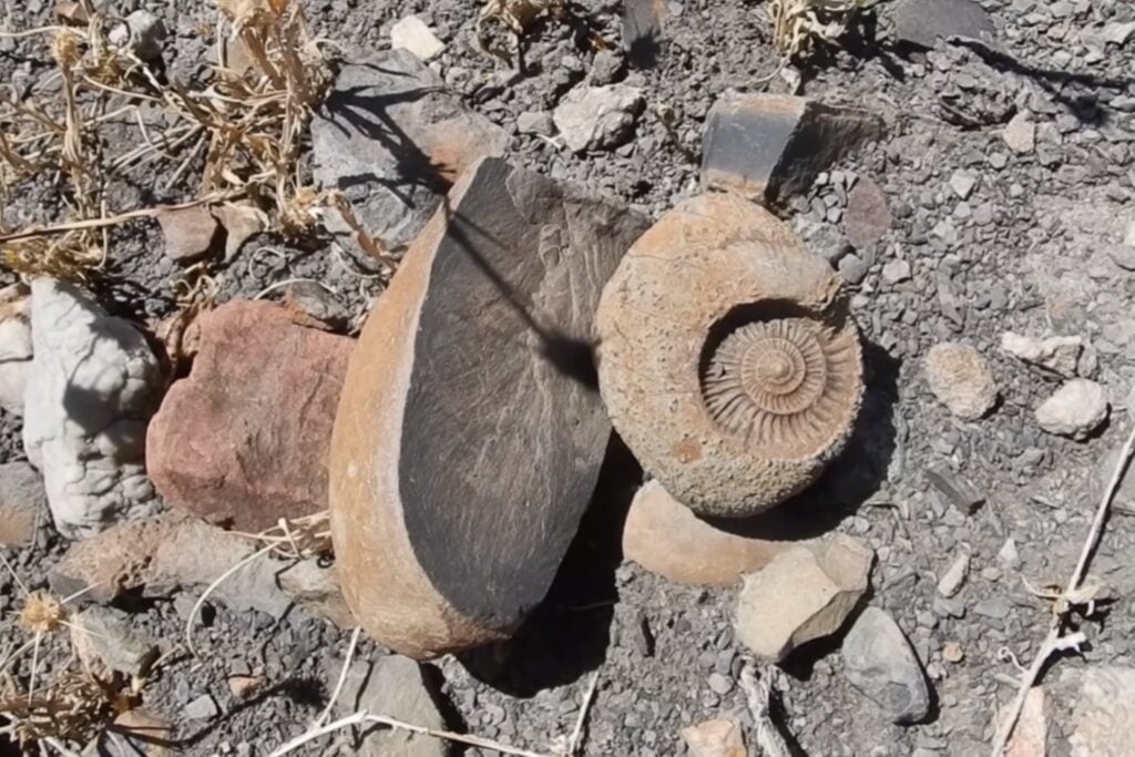Hace 20 millones de años, la estepa patagónica era un bosque húmedo: los fósiles que lo confirman